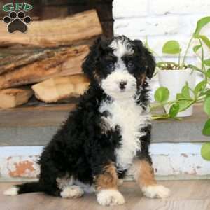 Kip, Mini Bernedoodle Puppy
