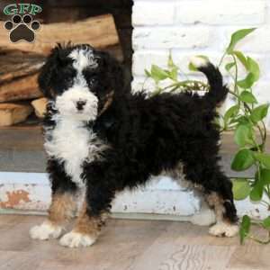 Kip, Mini Bernedoodle Puppy