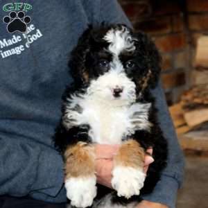Kip, Mini Bernedoodle Puppy