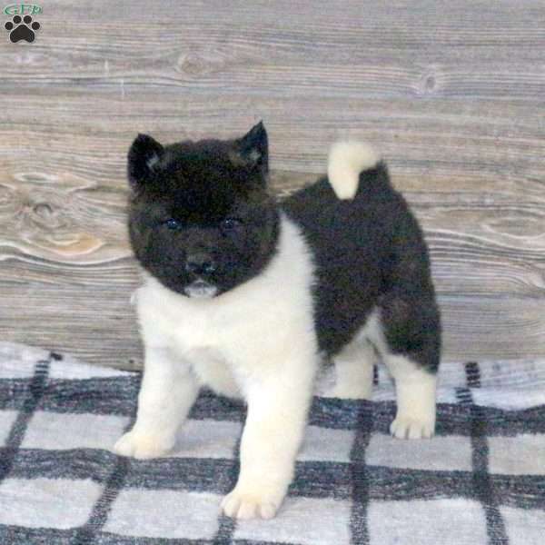 Kipper, Akita Puppy