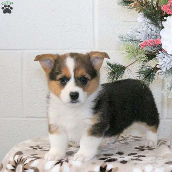 Kipper, Pembroke Welsh Corgi Puppy