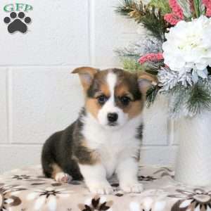 Kipper, Pembroke Welsh Corgi Puppy