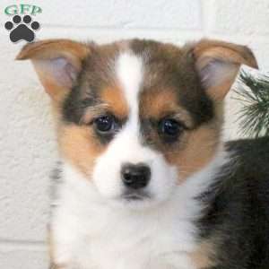 Kipper, Pembroke Welsh Corgi Puppy