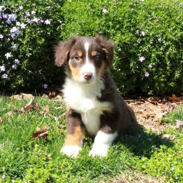 Kipper, Australian Shepherd Puppy