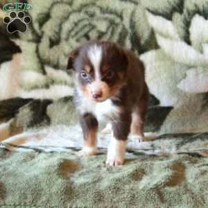 Kipper, Australian Shepherd Puppy