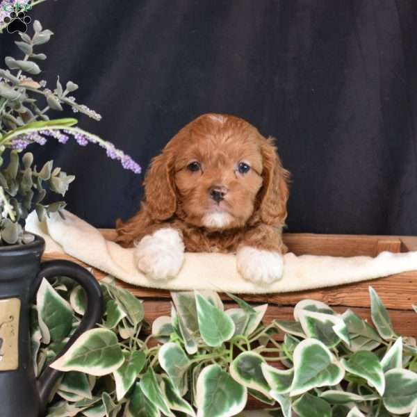 Kirby, Cavapoo Puppy