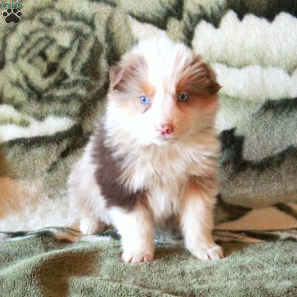Kiri, Australian Shepherd Puppy