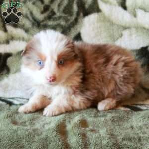 Kiri, Australian Shepherd Puppy