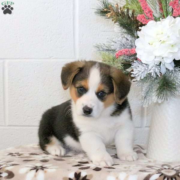 Kirk, Pembroke Welsh Corgi Puppy