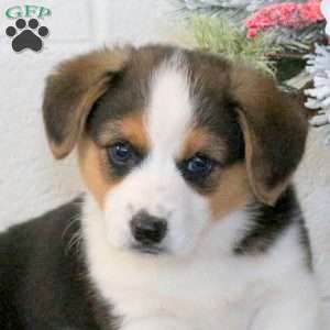 Kirk, Pembroke Welsh Corgi Puppy