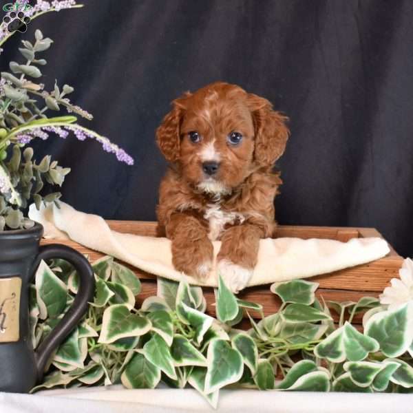 Kiwi, Cavapoo Puppy
