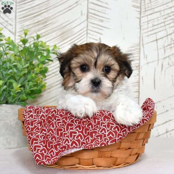 Kiwi, Teddy Bear Puppy