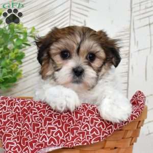 Kiwi, Teddy Bear Puppy