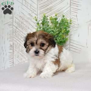 Kiwi, Teddy Bear Puppy