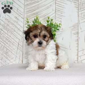 Kiwi, Teddy Bear Puppy