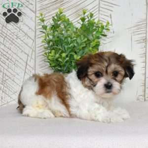 Kiwi, Teddy Bear Puppy