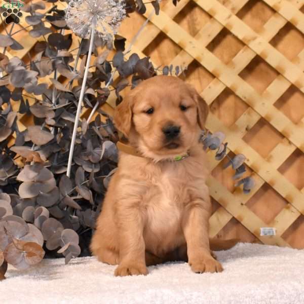 Knight, Golden Retriever Puppy
