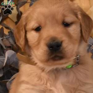 Knight, Golden Retriever Puppy