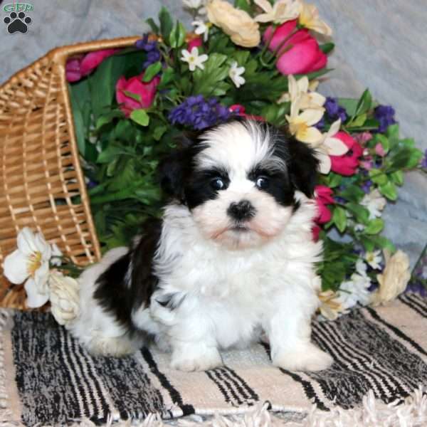 Knight, Shih Tzu Puppy