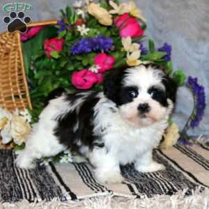 Knight, Shih Tzu Puppy