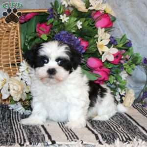 Knight, Shih Tzu Puppy