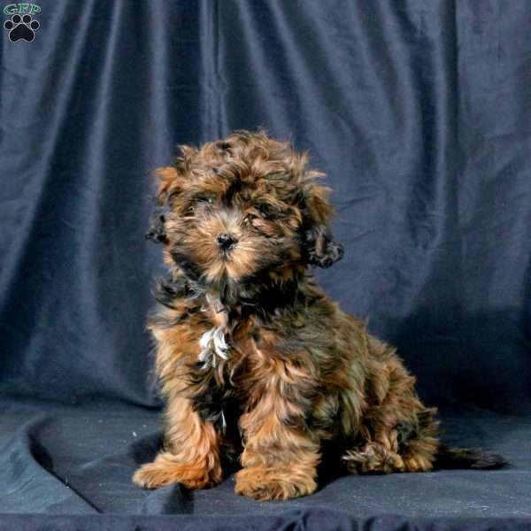 Knox, Shih-Poo Puppy