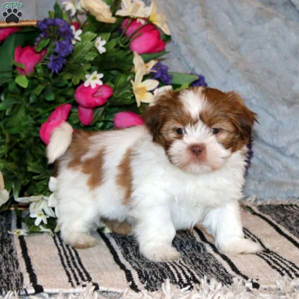 Knox, Shih Tzu Puppy