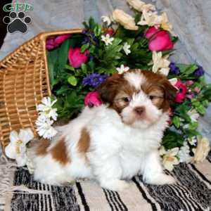 Knox, Shih Tzu Puppy