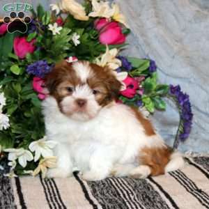 Knox, Shih Tzu Puppy