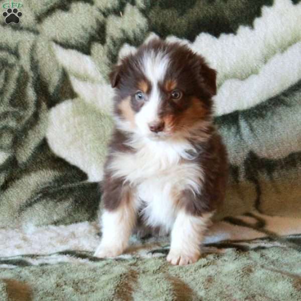 Kobe, Australian Shepherd Puppy
