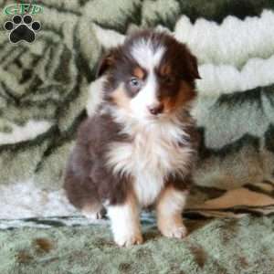 Kobe, Australian Shepherd Puppy