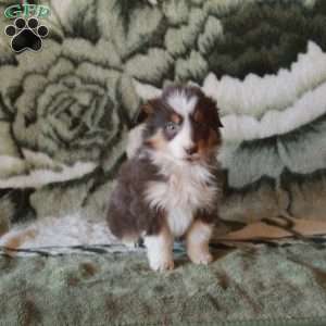 Kobe, Australian Shepherd Puppy