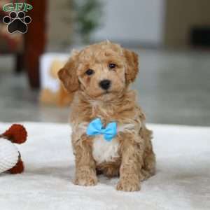 Kody, Bichon Frise Puppy