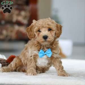 Kody, Bichon Frise Puppy