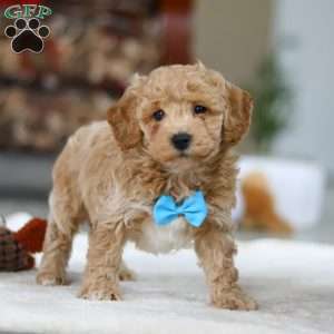 Kody, Bichon Frise Puppy