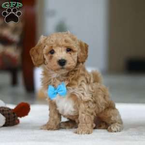 Kody, Bichon Frise Puppy