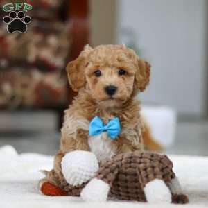 Kody, Bichon Frise Puppy