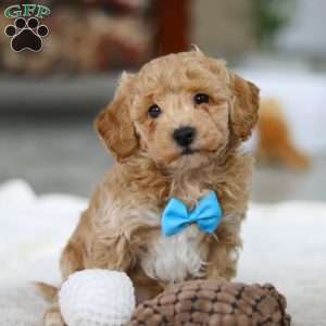 Kody, Bichon Frise Puppy