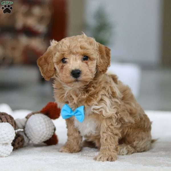 Kody, Bichon Frise Puppy