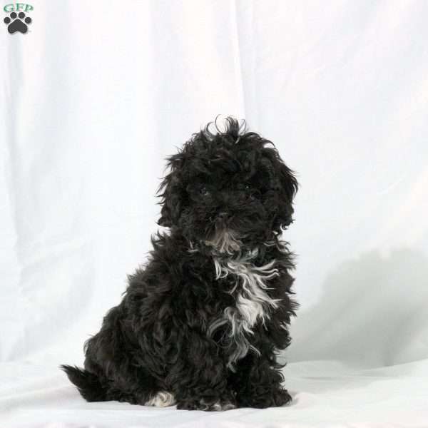 Koda, Shih-Poo Puppy