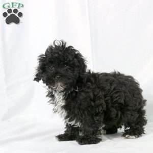 Koda, Shih-Poo Puppy