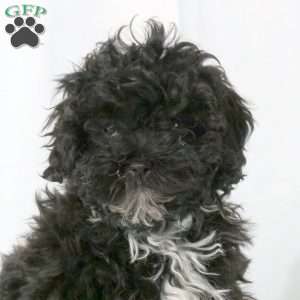 Koda, Shih-Poo Puppy