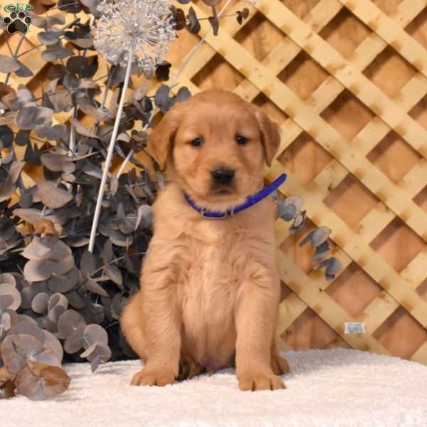 Kodiak, Golden Retriever Puppy