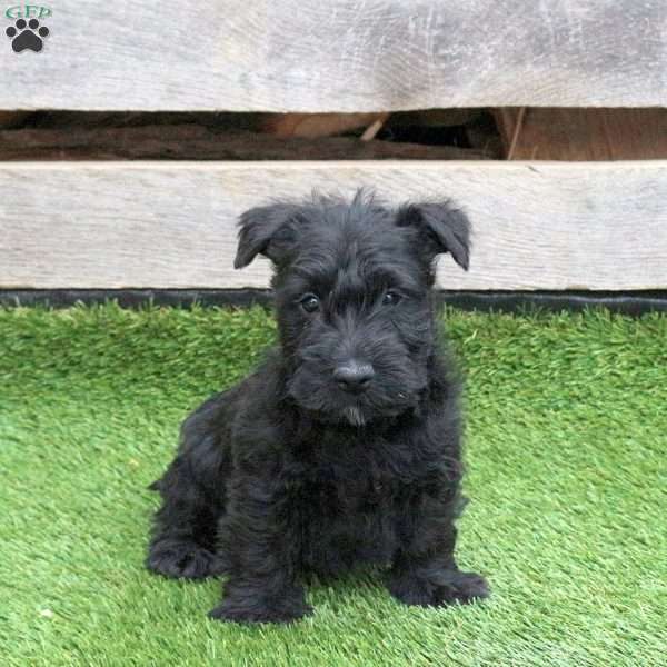 Kodiak, Scottish Terrier Puppy
