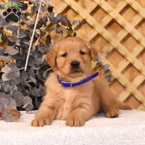 Kodiak, Golden Retriever Puppy