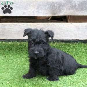 Kodiak, Scottish Terrier Puppy
