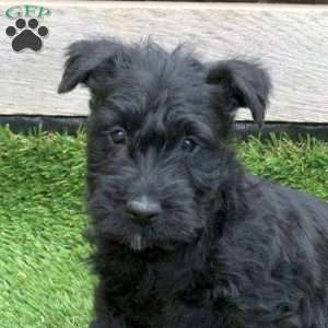 Kodiak, Scottish Terrier Puppy