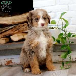 Kodiak, Mini Bernedoodle Puppy