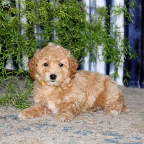 Kody, Bich-Poo Puppy