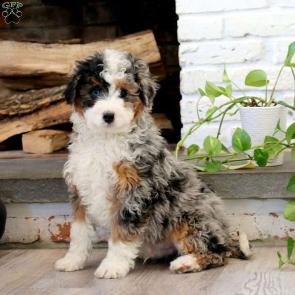 Kody, Mini Bernedoodle Puppy